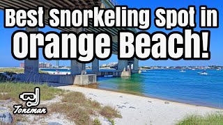 Best Snorkeling Spot in Orange Beach Alabama!