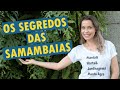 Como cuidar de SAMAMBAIAS 🌿 7 dicas importantes