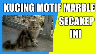 Kucing Langka, Warna Marble