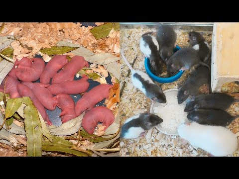 Video: Wie Man Sich Um Eine Trächtige Ratte Kümmert
