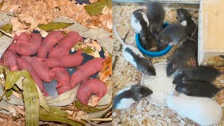 Rattenbabys Aufziehen 0-30 Tage