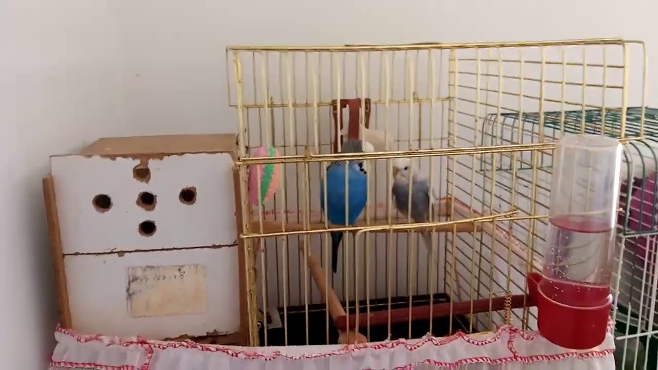 Muhabbet kuşu anlaşıyorlar ama neden çiftleşmiyorlar işte cevabı