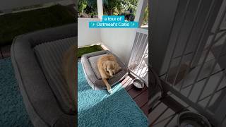 Oatmeal LOVES his catio! (it’s an outdoor enclosure where he hangs out!) #Catio #FunnyDog #Shorts