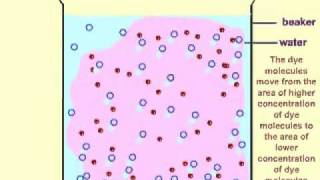 Famous SIMPLE DIFFUSION.avi Wealth
