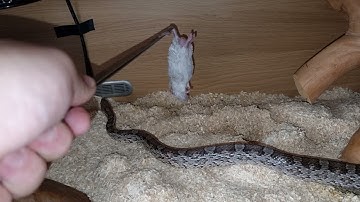 Anery Cornsnake Feeding