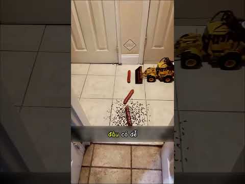 Kiến mở tiệc với xúc xích 😂