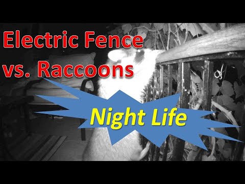Electric fence vs raccoons. Night life on my backyard. Season 3 ...