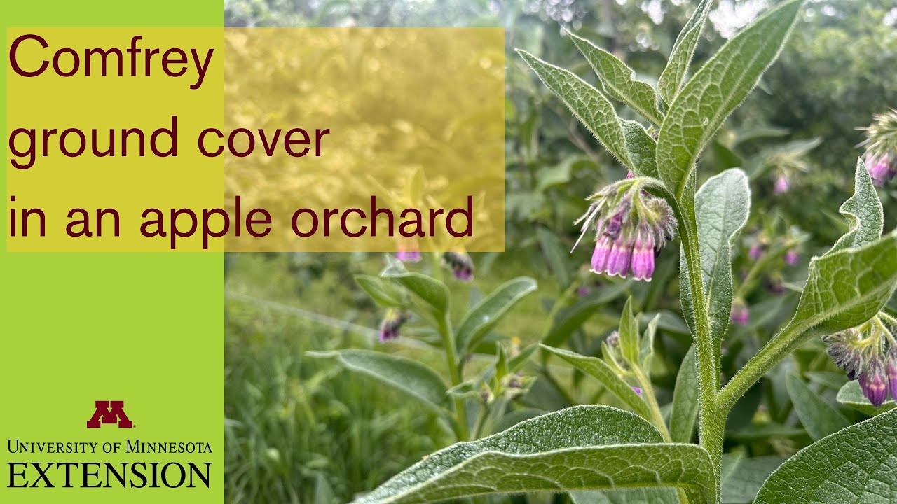 Окопник почвопокровный в яблоневом саду