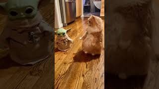 who’s says yoda? #cat #yoda #baby #babyyoda who’s says yoda? #cat #yoda #baby #babyyoda