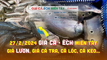 27/2/2024 ✅ Bảng Giá Cá Ếch Lươn Miền Tây ↗️ Giá Cá Tra, Cá Kèo, Cá Lóc, Trê Vàng, Thát Lát #ĐBSCL