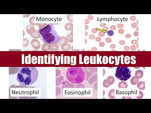 Video: Er leukocytter og lymfocytter det samme?