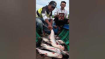 Cảm nhận được nhịp cá ăn trên tay và đóng một phát nó sướng #moicaucake