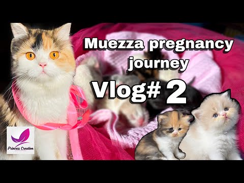 Persian cat pregnancy journey vlog #2/muezza pregnancy vlog /kitten /princess creation