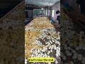 Duck Eggs Harvest | Duck Farming | Village farming|Farming #shorts #duck #farming #food