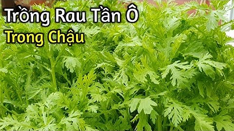 Cách trồng rau Tần Ô (Cải Cúc) trong một chậu đất đủ ăn cho cả gia đình