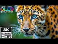 Epic OLED Display Test 🔥 Peaceful 4K HDR 60FPS | Dolby Vision 8K / 4K TV Demo