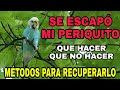 Que hacer si se escapó tu Periquito - métodos para recuperar a un periquito que se escapó