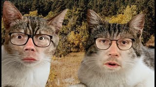 Famous We Are Cats Now, I Guess? Net Worth