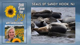 Seals of Sandy Hook, NJ - American Littoral Society Teaches Visitors about their Comeback Story