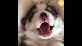 Corgi Cinsi Köpeklerin En Sevimli ve Komik Halleri - Köpek Videoları - Welsh Corgi