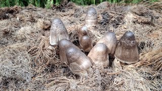 Looking for palm oil mushrooms again || during the fasting month