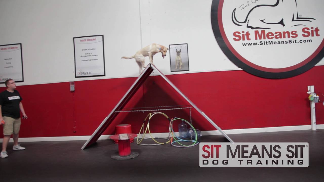 sit means sit e collar