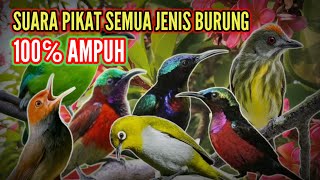 Suara pikat paling ampuh | Suara pikat burung susah turun | Mp3 pikat burcil paling ampuh