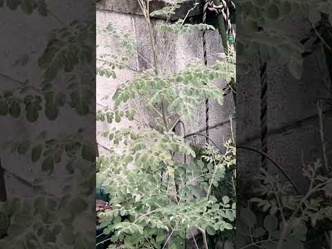 Malunggay Received 100 Rain Shorts