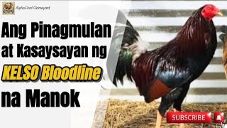Pinagmulan at Kasaysayan ng Kelso Bloodline na Manok. #manok #kelsobloodline #chicken #rooster