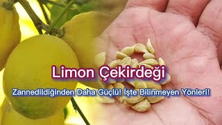 🍋 Limonun En Değerli Kısmıymış Limon Çekirdeğinin Faydalarını Duyunca Atmaya Kıyamayacaksınız