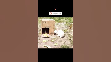 2023 Amazing and Unbelievable Rabbit Trap on paper Box