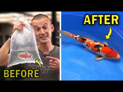 Can We Breed the World’s Most Expensive Koi Fish? (ALL EPISODES)