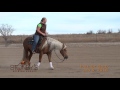 SOLD PALE OF GOLD 2013 palomino gelding by Pale Face Dunnit