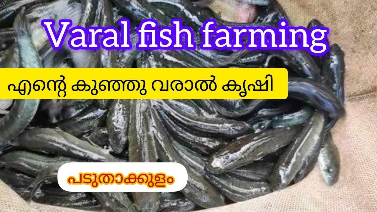 Varal fish farming | വീട്ടിലെ വരാൽ കൃഷി കണ്ടുനോക്കു...... #benstarvideos