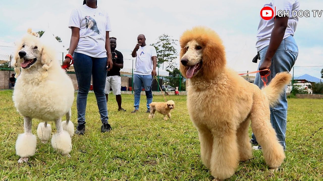 Standard Poodles Are More Beautiful Than You Think - YouTube