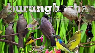 suara pikat semua jenis burung-burung kecil( insyaalloh) ampuh(BANTU SUBSCRIBE)🙏