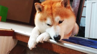 待ちくたびれた柴犬