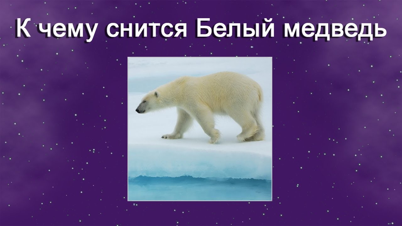 К чему снится Белый медведь – толкование сна по Соннику