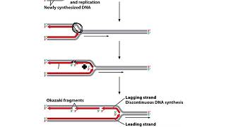 Genetics Chapter 9 Lecture DNA Replication