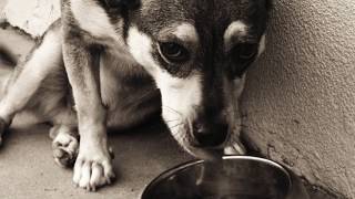 How to know when it's time for euthanasia