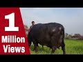 MANDEEP Murrah Buffalo Dairy Farm. Very beautiful murrah Buffalo is hear.Vill-Talu(Bhiwani) Haryana