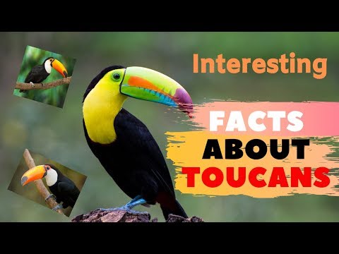 30 Interesting Facts About Toucans