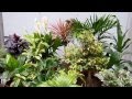 20 plantas de interior