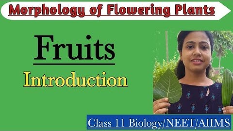 The Fruits - Introduction|Types of Fruit|Morphology of Flowering Plants|Class 11 Biology/NEET/AIIMS
