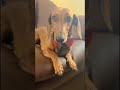 படித்தால் ஒழுங்காகப் படிக்க வேண்டும்😂 #tamil #dachshund #funny #viral #college