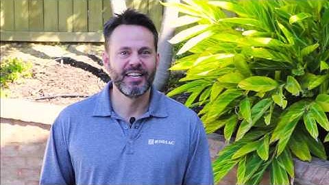 The Perfect Pool with Zodiac: How to Handle Bees Around Your Pool