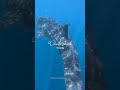 Tiburón ballena #shorts