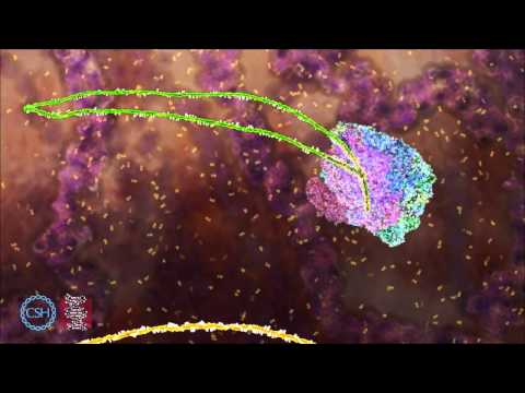 RNA Splicing