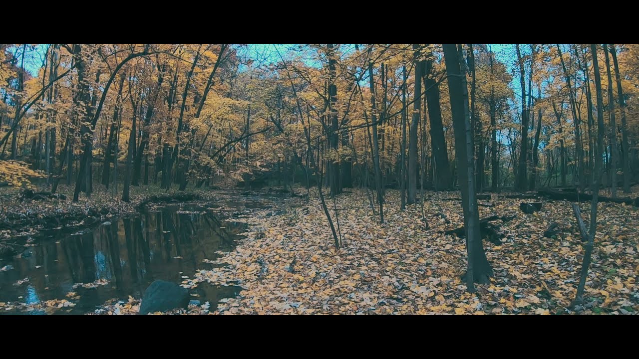 Watch 💙Liam Tree💙 - A Friendly Forest w/ cxlt / 🌎 Illinois on YouTube Watch 💙Liam Tree💙 - A Friendly Forest w/ cxlt / 🌎 Illinois on YouTube