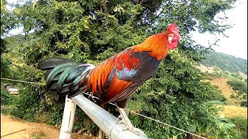 Qaib đib toj siab /gà mồi vùng cao tây bắc./ 0393453955